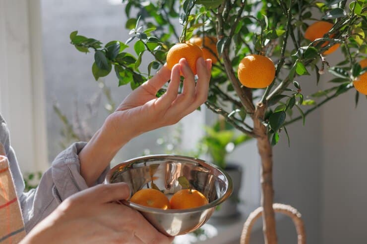تصویر 4 از قیمت خرید نارنج پیوندی + فروش ویژه